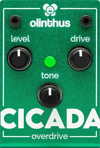 Cicada